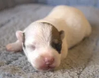 Alvin, a male Jack Russell Terrier for sale in Riverside, CA – 1 of 10