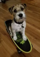 Houdini, a male Parson Russell Terrier for sale in Riverside, CA – 9 of 10