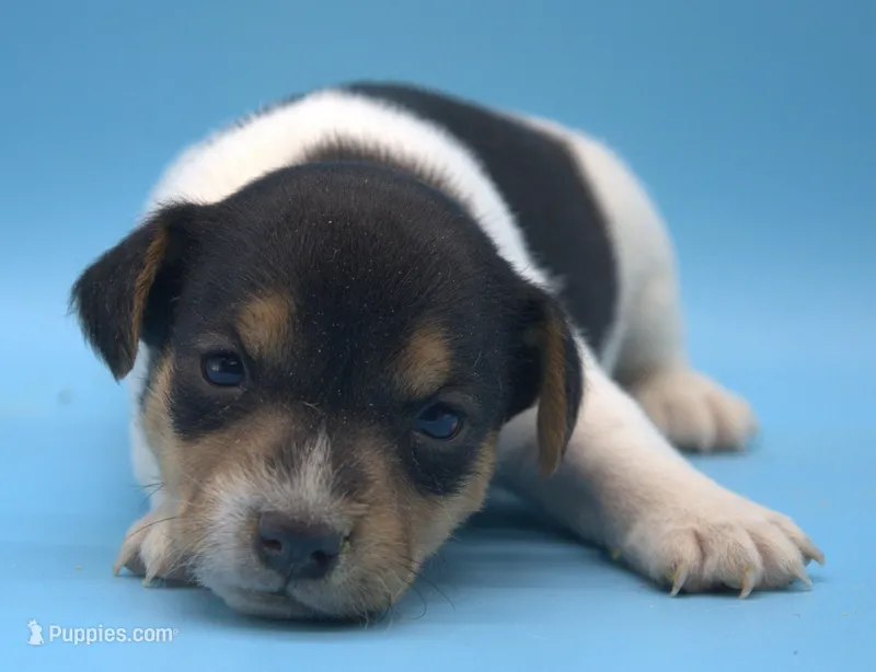 Candy – Jack Russell Terrier puppy for sale in Riverside, CA