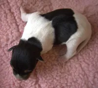 Candy, a female Jack Russell Terrier for sale in Riverside, CA – Photo 4 of 10