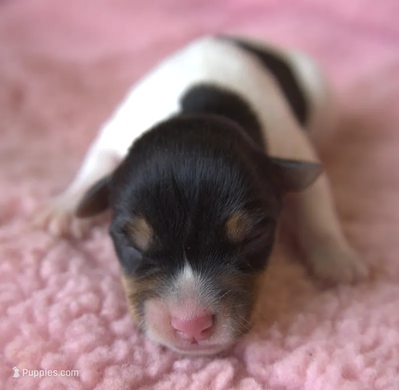 Candy – Jack Russell Terrier puppy for sale in Riverside, CA