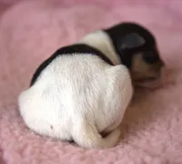 Candy, a female Jack Russell Terrier for sale in Riverside, CA – Photo 5 of 10