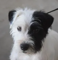 Adele, a female Jack Russell Terrier for sale in Riverside, CA – 6 of 10