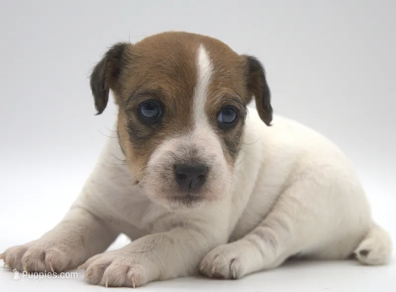 Cricket – Jack Russell Terrier puppy for sale in Riverside, CA
