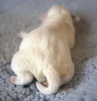 Pierce, a male Jack Russell Terrier for sale in Riverside, CA – Photo 3 of 10