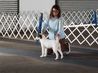 Pierce, a male Jack Russell Terrier for sale in Riverside, CA – Photo 8 of 10