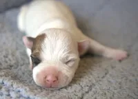 Pierce, a male Jack Russell Terrier for sale in Riverside, CA – Photo 2 of 10