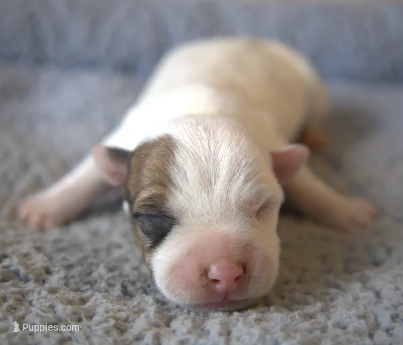 Pierce – Jack Russell Terrier puppy for sale in Riverside, CA