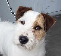 Pierce, a male Jack Russell Terrier for sale in Riverside, CA – Photo 6 of 10