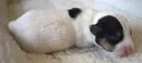 Elvis, a male Jack Russell Terrier for sale in Riverside, CA – 4 of 10