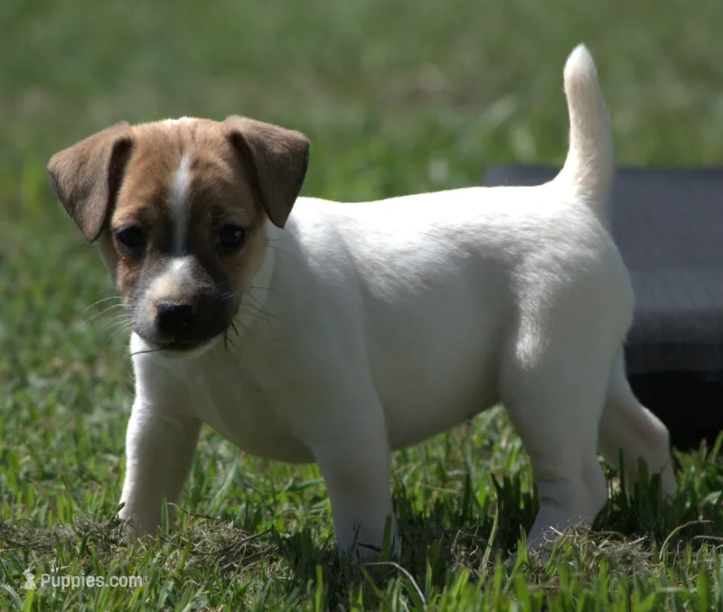 Diva – Jack Russell Terrier puppy for sale in Riverside, CA