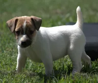 Diva, a female Jack Russell Terrier for sale in Riverside, CA – 1 of 10