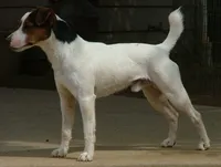 Houdini, a male Parson Russell Terrier for sale in Riverside, CA – 7 of 10
