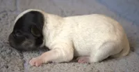 Diego, a male Jack Russell Terrier for sale in Riverside, CA – 4 of 10