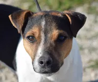 Decker, a male Parson Russell Terrier for sale in Riverside, CA – 8 of 10