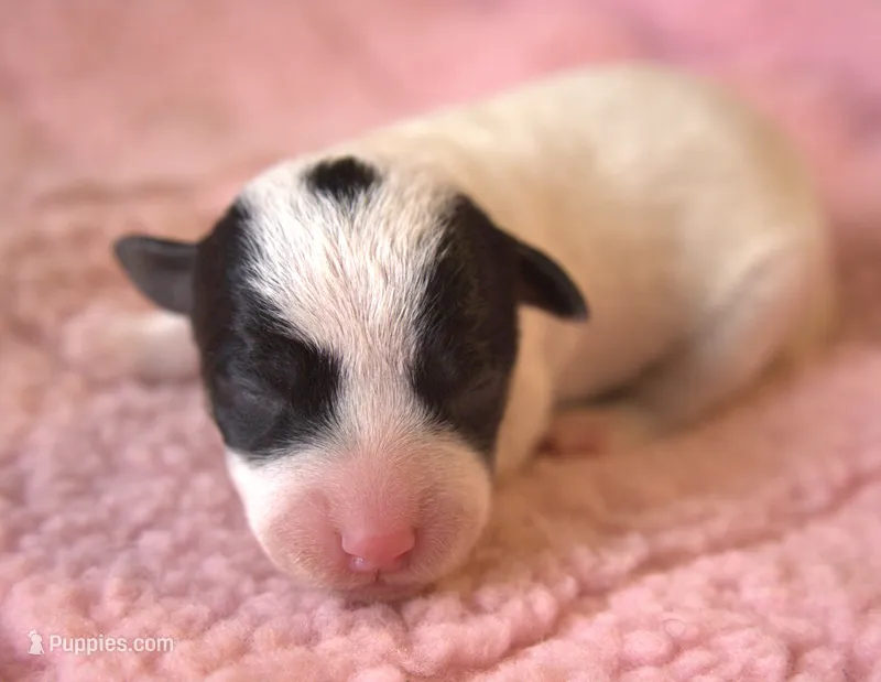 Diamond – Jack Russell Terrier puppy for sale in Riverside, CA