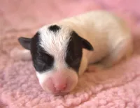 Diamond, a female Jack Russell Terrier for sale in Riverside, CA – 1 of 10