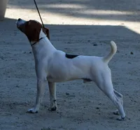 Due October, a  Jack Russell Terrier for sale in Riverside, CA – 5 of 6