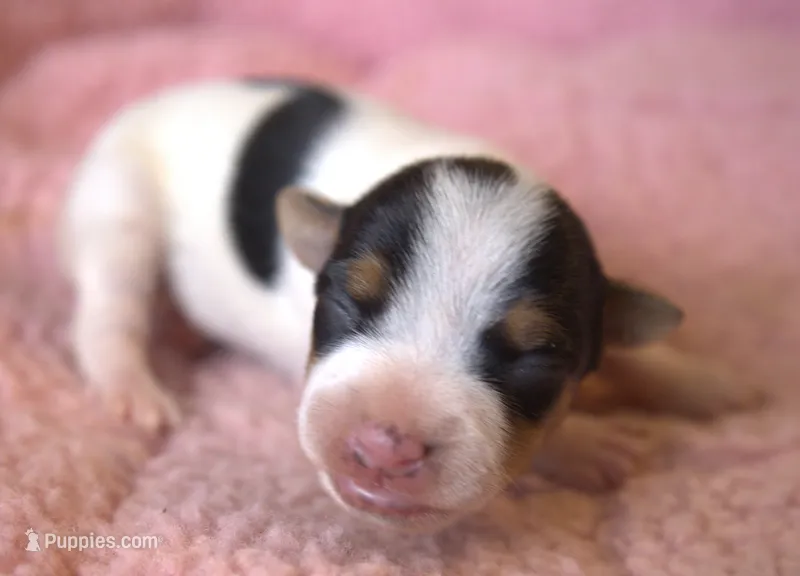Bailey, a female Parson Russell Terrier for sale in Riverside, CA – 1 of 10