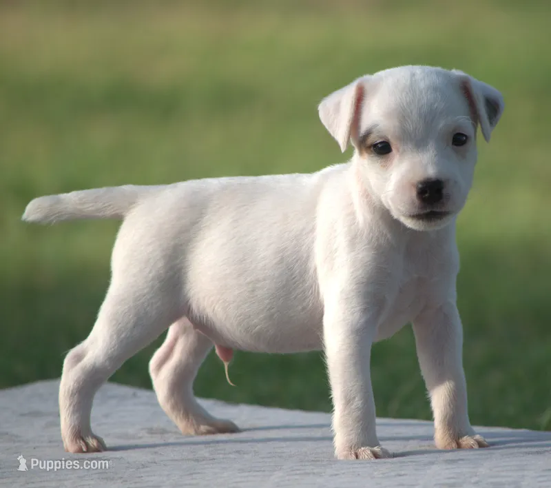 Drake – Jack Russell Terrier puppy for sale in Riverside, CA