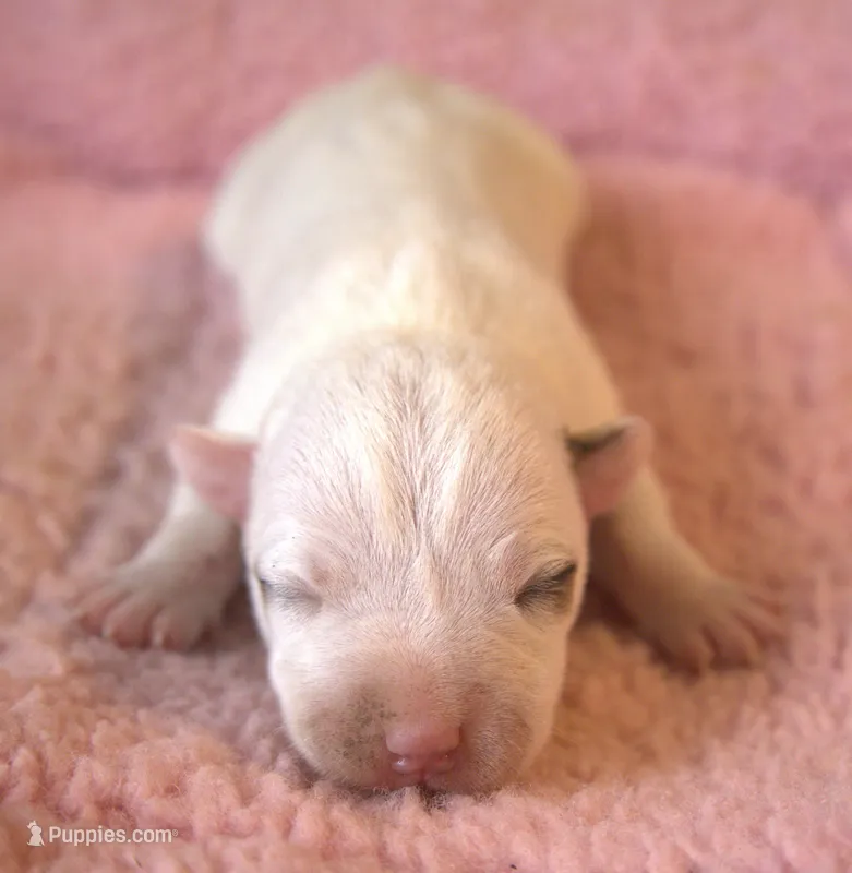 Gemma, a female Jack Russell Terrier for sale in Riverside, CA – 1 of 10