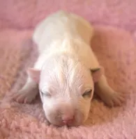 Gemma, a female Jack Russell Terrier for sale in Riverside, CA – 1 of 10