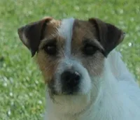 Bullet, a male Jack Russell Terrier for sale in Riverside, CA – 8 of 9