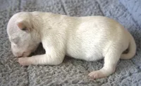 Rex, a male Jack Russell Terrier for sale in Riverside, CA – 3 of 10