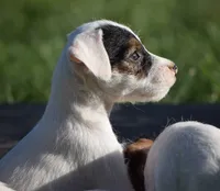 Patrick, a male Parson Russell Terrier for sale in Riverside, CA – 5 of 10