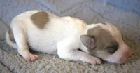 Racer, a male Parson Russell Terrier for sale in Riverside, CA – 3 of 9