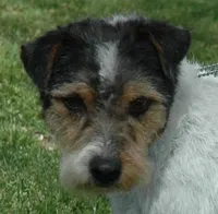 Due July 3rd, a  Jack Russell Terrier for sale in Riverside, CA – 2 of 7