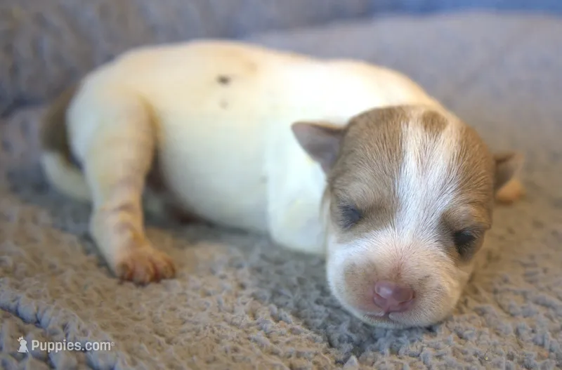 Fletcher – Jack Russell Terrier puppy for sale in Riverside, CA