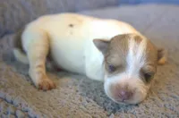 Fletcher, a male Jack Russell Terrier for sale in Riverside, CA – 1 of 7