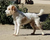 Raider, a male Parson Russell Terrier for sale in Riverside, CA – 9 of 10