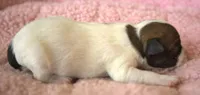 Tansy, a female Parson Russell Terrier for sale in Riverside, CA – 4 of 7