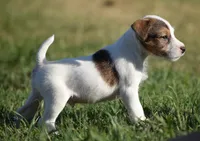 Prince, a male Parson Russell Terrier for sale in Riverside, CA – 3 of 10