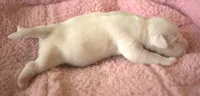 Royal, a female Parson Russell Terrier for sale in Riverside, CA – 4 of 9