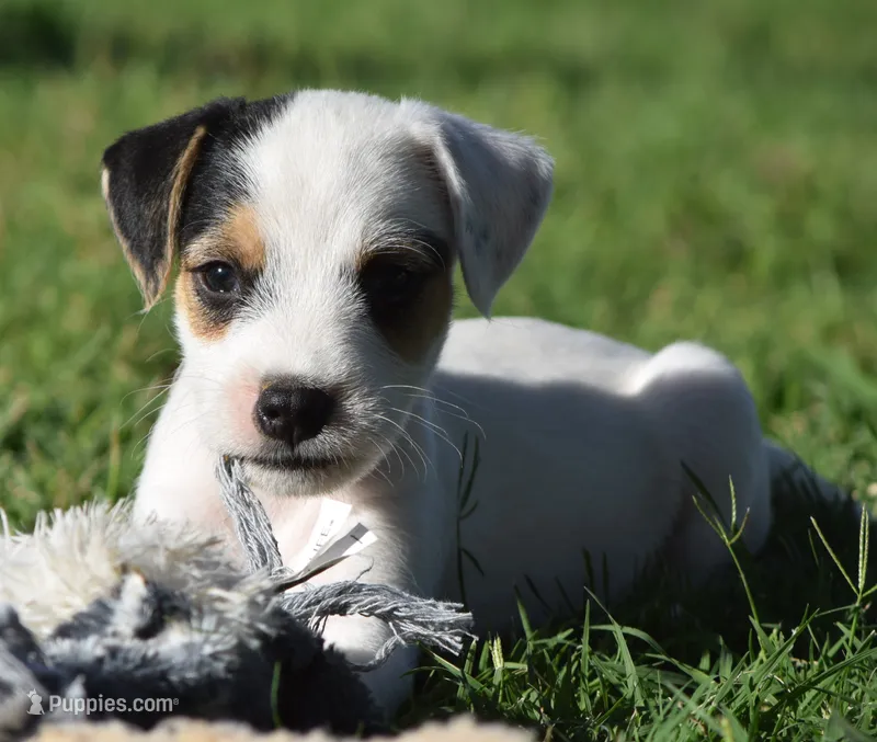 Raider – Parson Russell Terrier puppy for sale in Riverside, CA