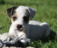 Raider, a male Parson Russell Terrier for sale in Riverside, CA – 1 of 10
