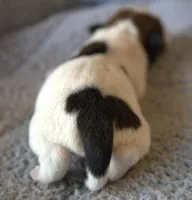 Charlie Brown, a male Jack Russell Terrier for sale in Riverside, CA – 4 of 9