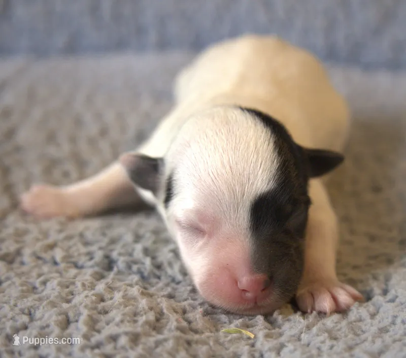 Diego – Jack Russell Terrier puppy for sale in Riverside, CA
