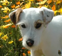 Jenkins, a male Jack Russell Terrier for sale in Riverside, CA – 8 of 10