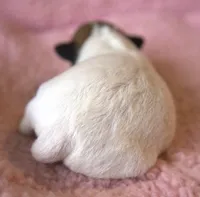 Cricket, a female Jack Russell Terrier for sale in Riverside, CA – 4 of 9