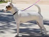 Jax, a male Jack Russell Terrier for sale in Riverside, CA – 10 of 10