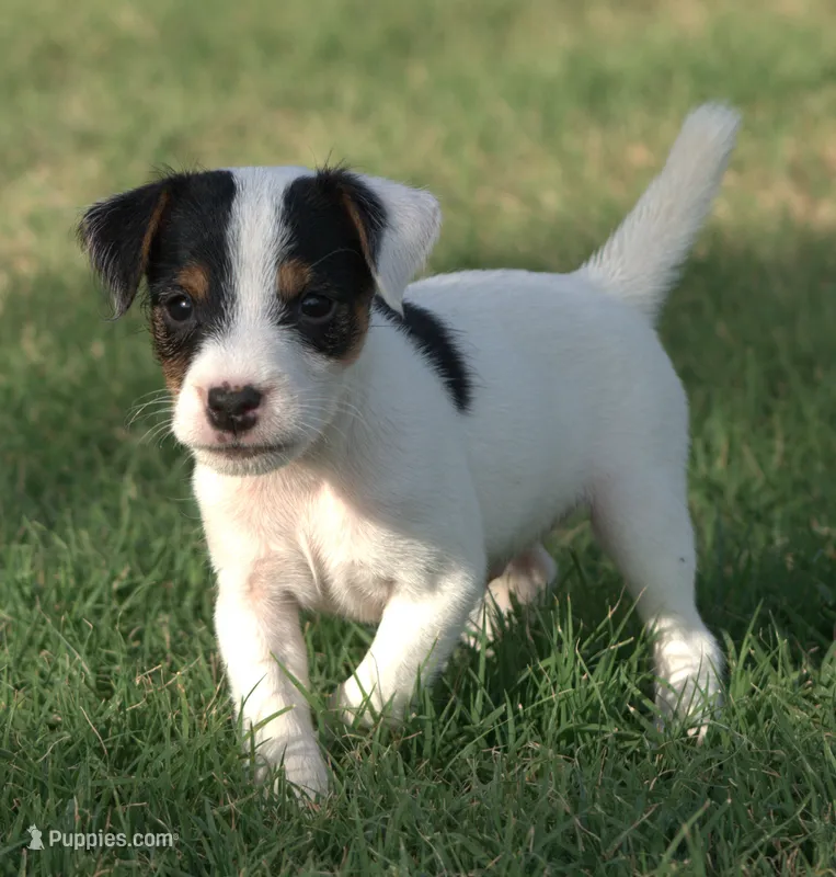 Elvis – Jack Russell Terrier puppy for sale in Riverside, CA