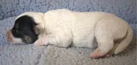 Griffin, a male Parson Russell Terrier for sale in Riverside, CA – 4 of 10