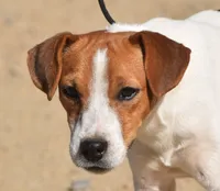 Due October, a  Jack Russell Terrier for sale in Riverside, CA – 4 of 6