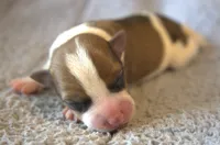 Everett, a male Parson Russell Terrier for sale in Riverside, CA – 2 of 10