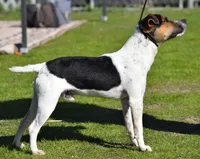 Smooth Coat Litter, a  Parson Russell Terrier for sale in Riverside, CA – Photo 4 of 4