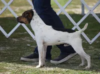 Smooth Coat Litter, a  Parson Russell Terrier for sale in Riverside, CA – Photo 3 of 4